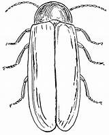 Escarabajos Lightning Firefly Beetle Coloringhome sketch template