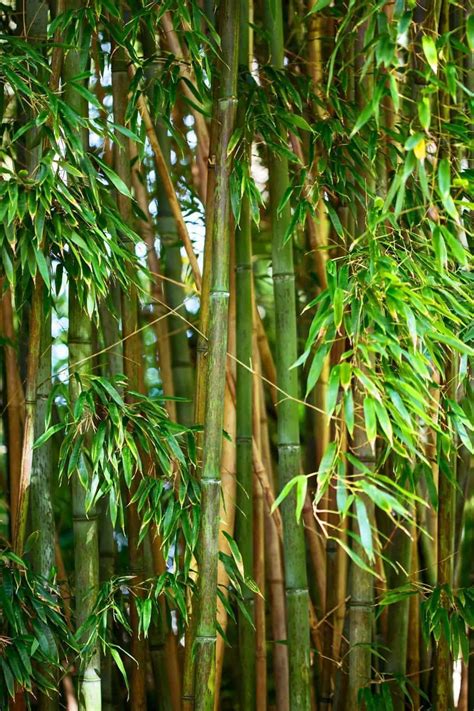 bamboo farming  homestead income start  bamboo farm outdoor