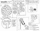 Coloring Sheet Integumentary Systems Body System Skin Level Kids Choose Board Teacherspayteachers Grade sketch template