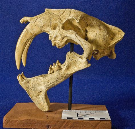 pictures  profiles  saber toothed cats