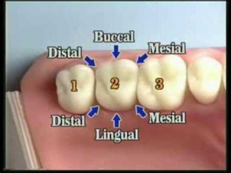 dental anatomy chart