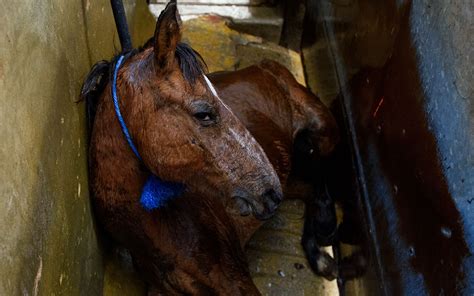 campaign    slaughter  horses animal equality