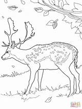 Coloring Deer Mule Comments Printable sketch template