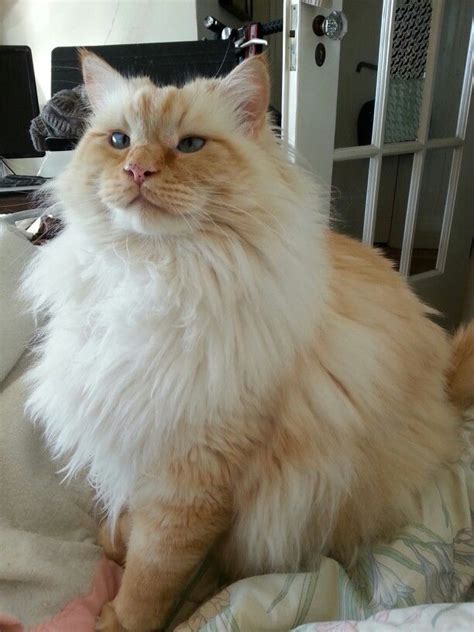 charles the flame point ragdoll fat kitty cats cat furry cats kittens cutest