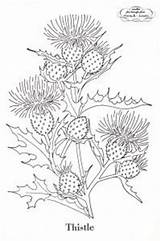 Thistle Coloring Embroidery Patterns Pattern Pages Vintage Template Scotch Scottish 300px 02kb Thistles Choose Board sketch template