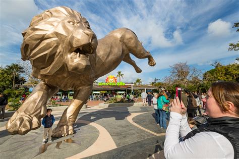 roaring  san diego zoo  reopen   month kget