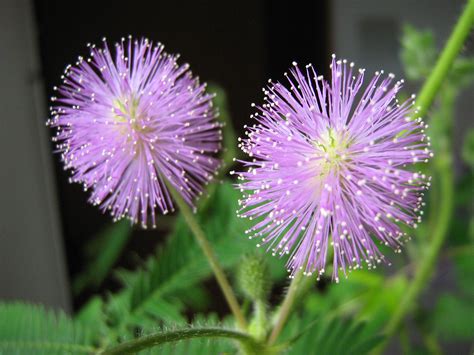 filemimosa pudica flowerjpg wikimedia commons