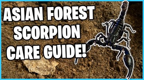 Asian Forest Scorpion Care Guide How To Care For A Asian Forest