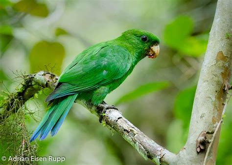 pin  parrots parakeets budgies