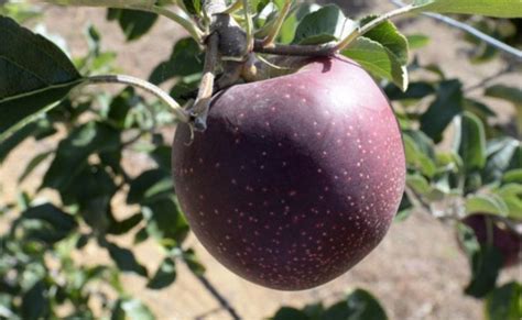 youll      dwellingup black apples  west australian
