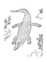 Crocodile Deinosuchus sketch template