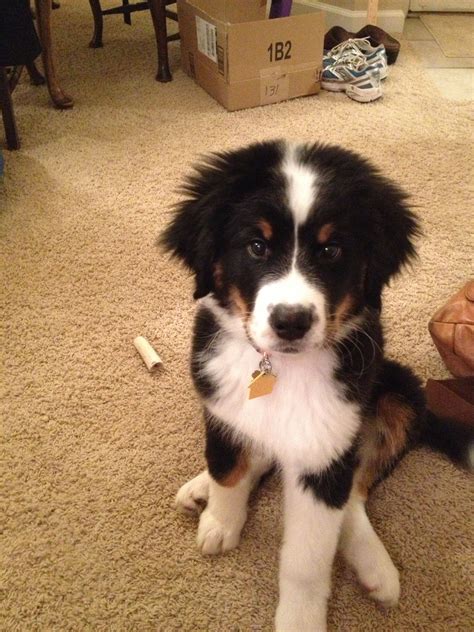 great bordernese great pyrenees border collie  bernese mountain dog mix puppy fever