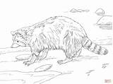 Coloring Pages Raccoon North American Printable Kids Drawing Supercoloring Common Skip Main sketch template