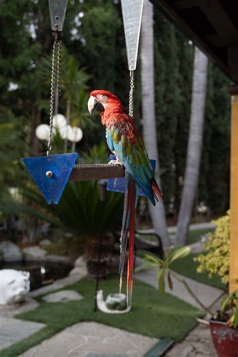 macaw   bird swing  stock photo