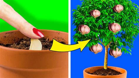 plantes  tu peux facilement faire pousser dans ta cuisine youtube