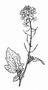 Mustard Seed Plant Drawing Flower Tattoo Flowers Google Botanical Search Medicinal Packaging Tattoos Plants Drawings Choose Board Wikimedia sketch template