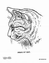 Coloring Pages Old Cat Book Books Printable Fashioned Cats Vintage Children Color Antique Colour Library Clipart Illustration Sketch Ages Popular sketch template
