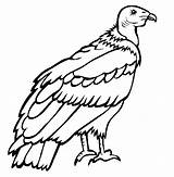 Condor Coloring Vautour Vulture Andean Desene Colorat Pasari Salbatice Planse Facil Urubu Dibujos Andino Endangered Andes Tudodesenhos Trafic Educative Andenkondor sketch template