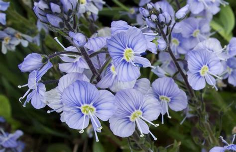 blue flowers hdrcreme