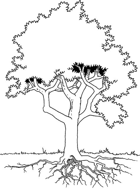 coloring tree  roots picture