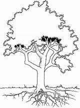 Coloring Roots Tree Trees Pages Drawing Template Getdrawings sketch template