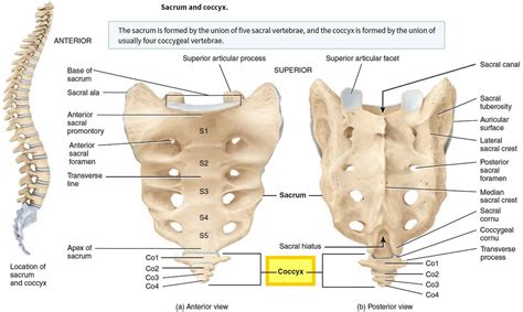 coccyx bone anatomy tailbone pain fractured tailbone treatment