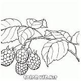 Colorkid Framboesas Frambuesas Bagas Raspberries Lamponi Baies Framboises Maliny Przyroda Cinderella Bacche Urogallo Naturaleza Coloriages sketch template