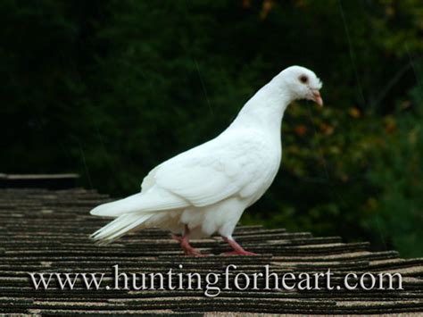 soaring   white dove