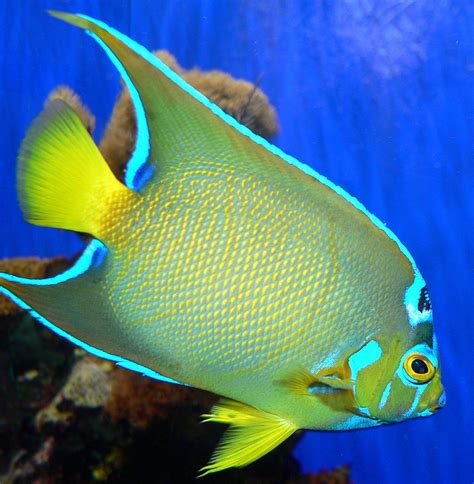 queen angelfish wikipedia