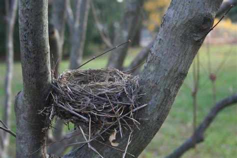 delco daily top ten top   bird nest