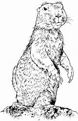 Prairie Dog Coloring Pages Dogs Prarie Animals Keywords Suggestions Amp Related Drawings Standing sketch template