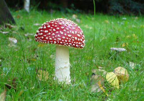 mushroom pictures freaking news