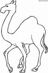 Camel Coloring Pages Preschool Camels Students Dromedary sketch template