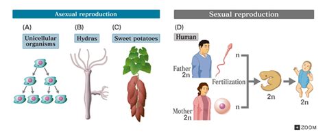 Warm Up What Is The Difference Between Sexual And Asexual Reproduction
