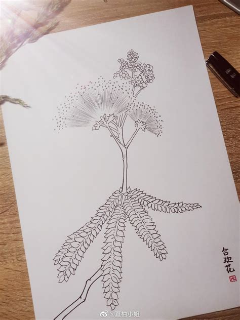 每日一花，白描花卉系列 虹彩 Hc