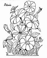 Hollyhocks Designlooter Petunias sketch template