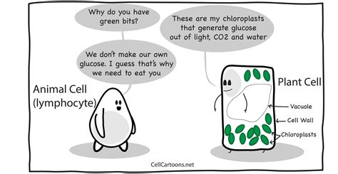 plant cells cell cartoons