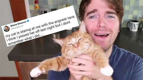 shane dawson cat video best cat wallpaper