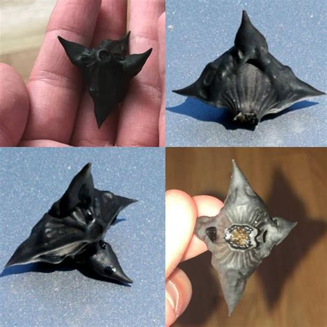 water caltrop rwittfat