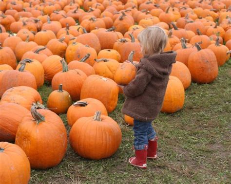 Where To Pick Your Pumpkin In Merseyside 2018