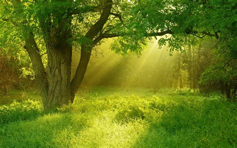 photo green trees countryside shine wilderness