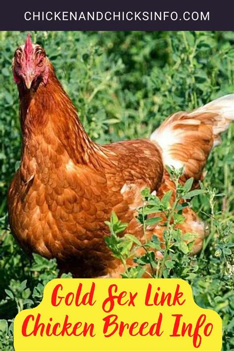 Gold Sex Link Chicken Breed Info Chicken And Chicks Info