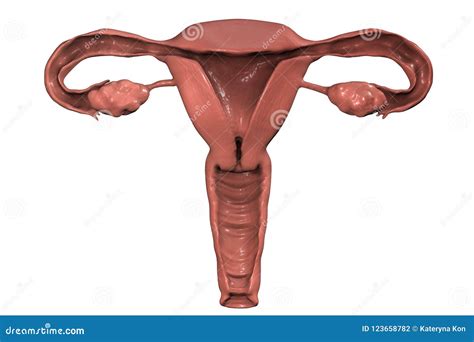anatomia dellapparato genitale femminile illustrazione  stock illustrazione  ovariano