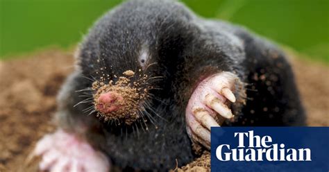 Tumps Of Tunnelling Moles Reveal The Past Mammals The Guardian