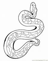 Snake Coloring Printable Reptile Pages Color sketch template