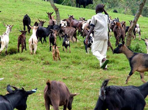 picture herding goats butembo livestock health livestock population growth
