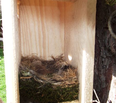 nestwatch carolina chickadee nest build   nestwatch