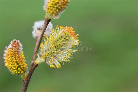 Close Up Of Pussy Willow Branch With Open Earrings In Spring Forest