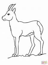 Coloring Pages Goat Printable Chamois Drinking Deer Antelope Water Pronghorn Drawing Kids Color Animals Getdrawings Results Bestcoloringpagesforkids sketch template
