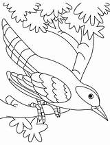 Cuckoo Bird Coloring Pages Hungry sketch template